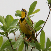 Yellow-throated Longclaw